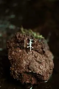 Perenquén miniatura 3