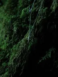 Perenquén miniatura 1