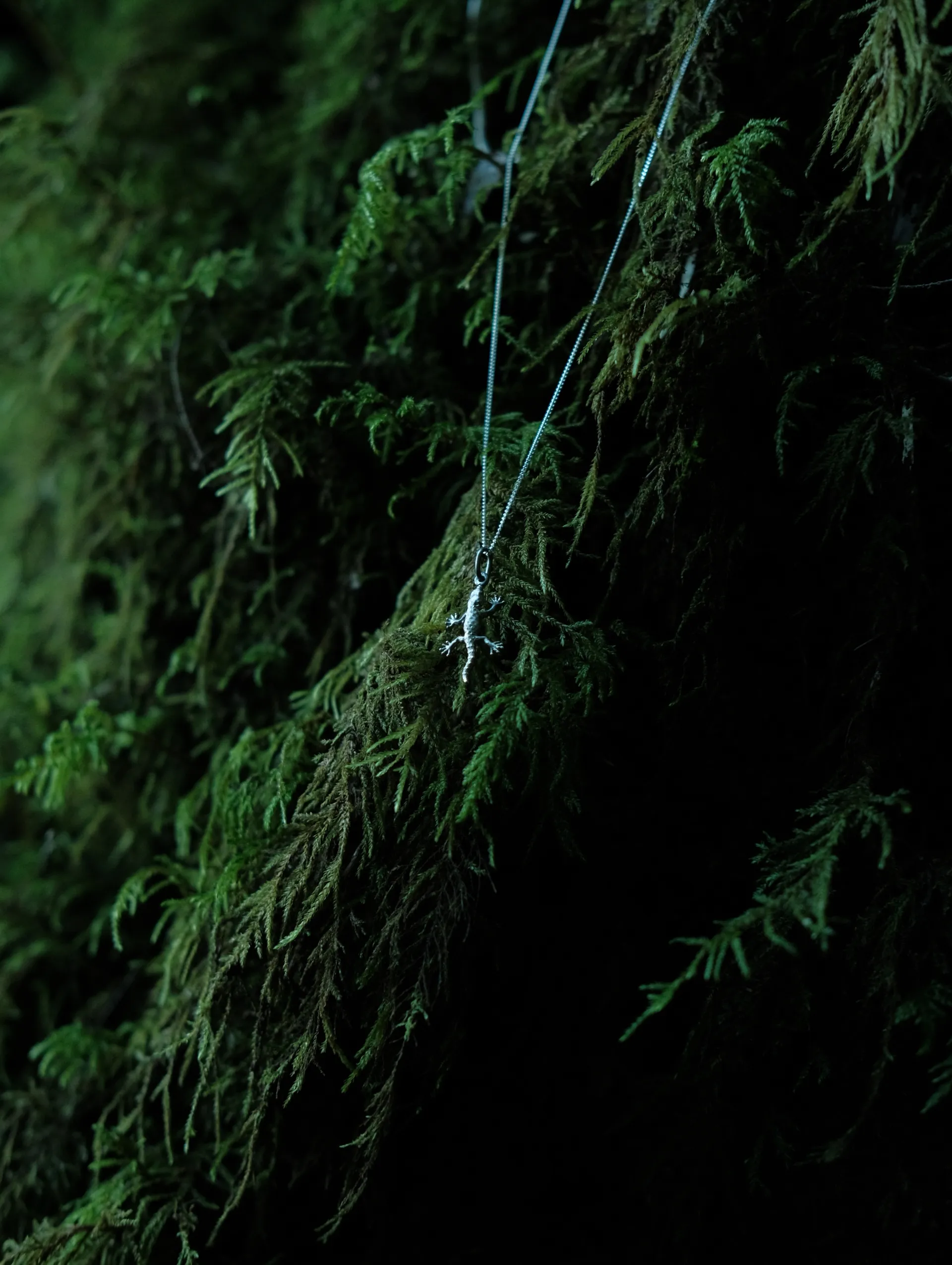 Perenquén - Imagen 1