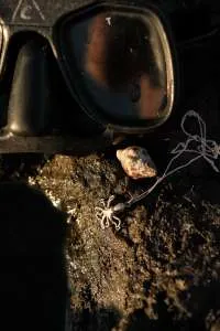 Pulpo miniatura 1